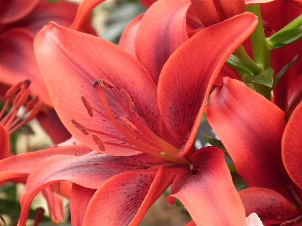 Floral marquee in the long water area 6